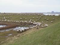 Walking the sea wall, Salcott