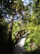 The Jungle in the Lost Gardens of Heligan