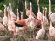 Flamingos