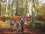 Autumn in Epping Forest