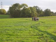 Walking the Turpin Trail