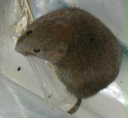 Vole