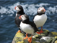 Puffins, Lunga