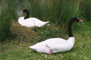 Black Necked Swans
