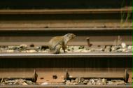 GopheRail at Banff