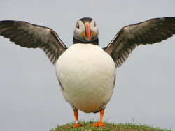 Puffin (Ali)