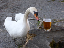 Swan Derwent Water (Dave P)