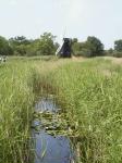 Wicken Fen